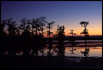Cypress trees reflected in a pond, Lake Martin. Louisiana, USA (color)