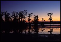 Cypress trees reflected in a pond, Lake Martin. Louisiana, USA