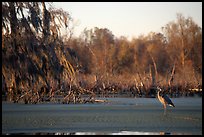 Bird in the swamp, Lake Martin. Louisiana, USA (color)