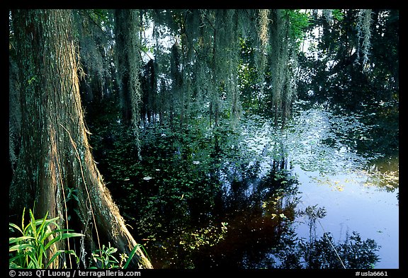 Cypress and reflections, Lake Martin. Louisiana, USA (color)