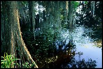 Cypress and reflections, Lake Martin. Louisiana, USA ( color)
