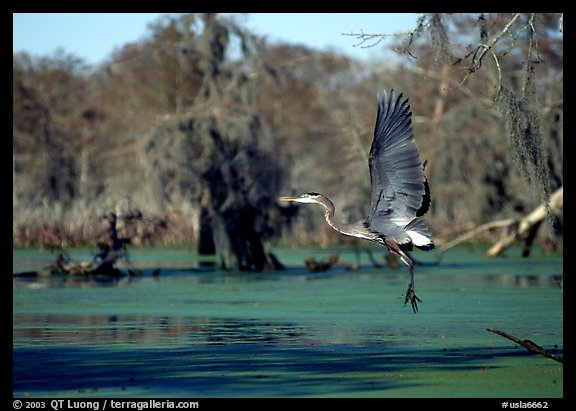 Bird landing, Lake Martin. Louisiana, USA (color)