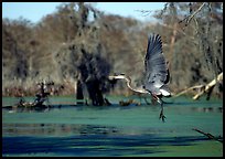 Bird landing, Lake Martin. Louisiana, USA