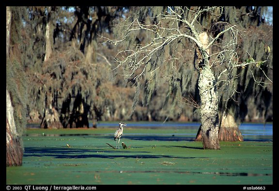Bird in the swamp, Lake Martin. Louisiana, USA (color)