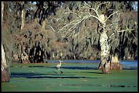 Bird in the swamp, Lake Martin. Louisiana, USA