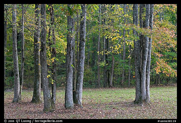 Trees in fall. Natchez Trace Parkway, Mississippi, USA