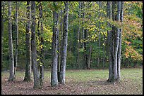 Trees in fall. Natchez Trace Parkway, Mississippi, USA (color)