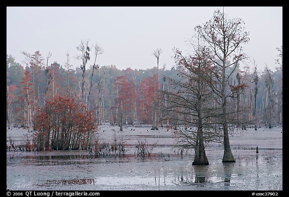 Swamp with bald cypress at dawn. South Carolina, USA