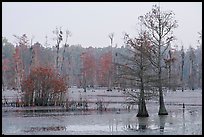 Swamp with bald cypress at dawn. South Carolina, USA (color)