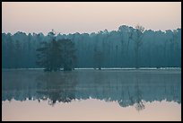 Lake with cypress and dawn. South Carolina, USA ( color)