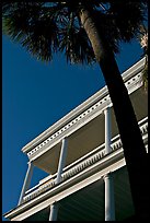 Palm tree and facade with columns, looking upwards. Charleston, South Carolina, USA