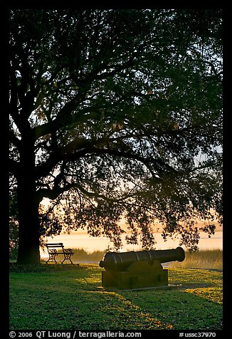 Cannon, bench, and oak tree, sunrise. Beaufort, South Carolina, USA