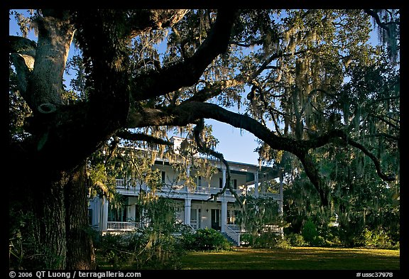 Huge live oak tree and house. Beaufort, South Carolina, USA (color)