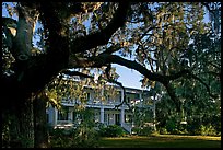 Huge live oak tree and house. Beaufort, South Carolina, USA