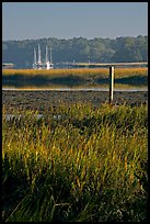 Grasses and yachts in Beaufort bay, early morning. Beaufort, South Carolina, USA