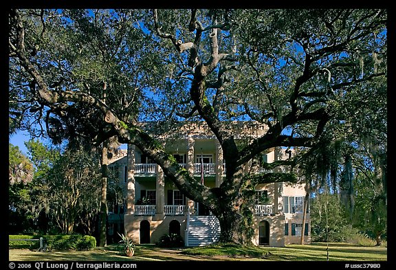 Live oak tree and brick house known as the Castle. Beaufort, South Carolina, USA