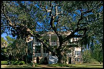 Live oak tree and brick house known as the Castle. Beaufort, South Carolina, USA (color)