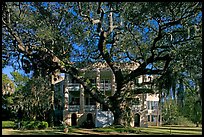 Live oak tree and brick house known as the Castle. Beaufort, South Carolina, USA