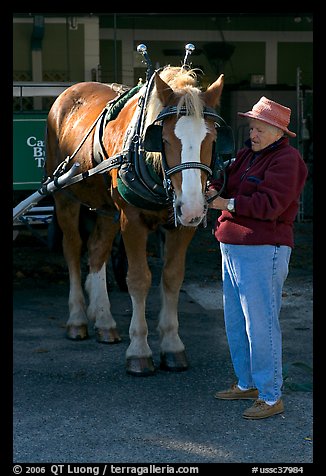 Woman grooming carriage horse. Beaufort, South Carolina, USA (color)