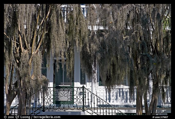 Spanish moss and house. Beaufort, South Carolina, USA