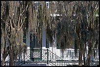 Spanish moss and house. Beaufort, South Carolina, USA ( color)