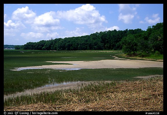 Grasses and birds,  Hilton Head. South Carolina, USA (color)