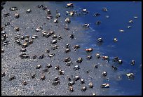 Tiny crabs, Hilton Head. South Carolina, USA ( color)