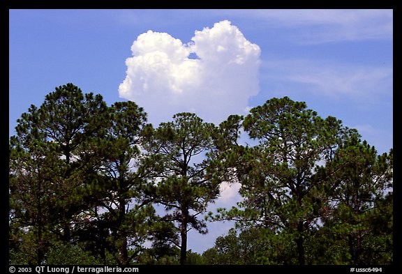 Trees and cloud, Hilton Head. South Carolina, USA (color)