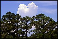Trees and cloud, Hilton Head. South Carolina, USA (color)
