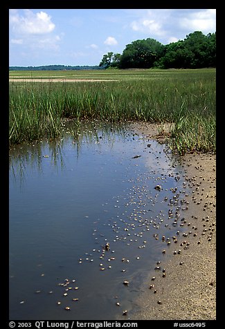 Crabs in a pond, grasses, Hilton Head. South Carolina, USA (color)