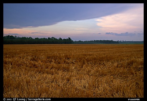 Grasses at sunset, Hilton Head. South Carolina, USA