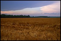 Grasses at sunset, Hilton Head. South Carolina, USA ( color)