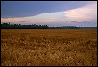 Grasses at sunset, Hilton Head. South Carolina, USA (color)