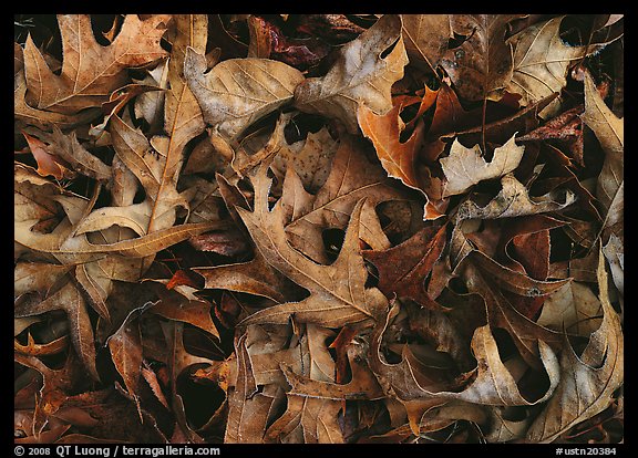 Fallen leaves close-up. Tennessee, USA (color)