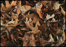 Fallen leaves close-up. Tennessee, USA (color)