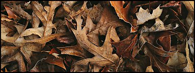 Close-up of falling leaves with frost. Tennessee, USA (color)