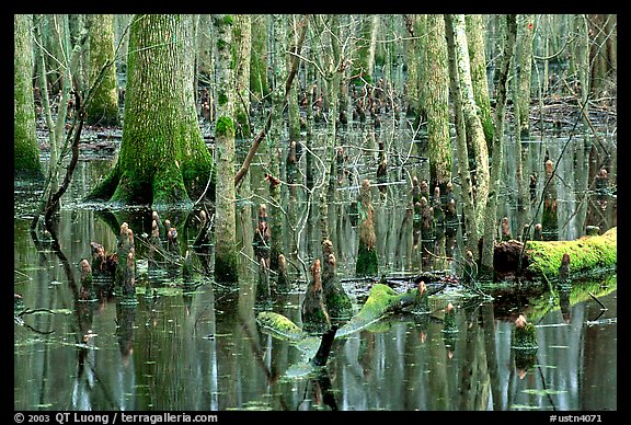 Cypress in Reelfoot National Wildlife Refuge. Tennessee, USA