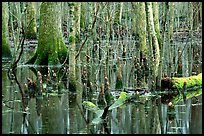 Cypress in Reelfoot National Wildlife Refuge. Tennessee, USA (color)