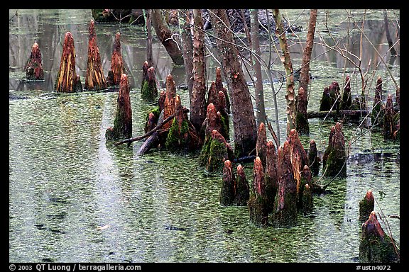 Cypress Knees in Reelfoot National Wildlife Refuge. Tennessee, USA