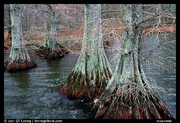 Cypress in Reelfoot National Wildlife Refuge. Tennessee, USA