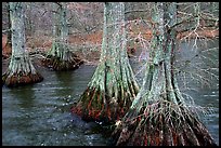 Cypress in Reelfoot National Wildlife Refuge. Tennessee, USA (color)
