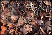 Fallen leaves with morning frost. Tennessee, USA ( color)