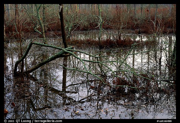Swamp reflections. Tennessee, USA