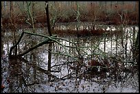 Swamp reflections. Tennessee, USA ( color)