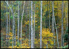 Trees in fall color, Blue Ridge Parkway. USA ( color)