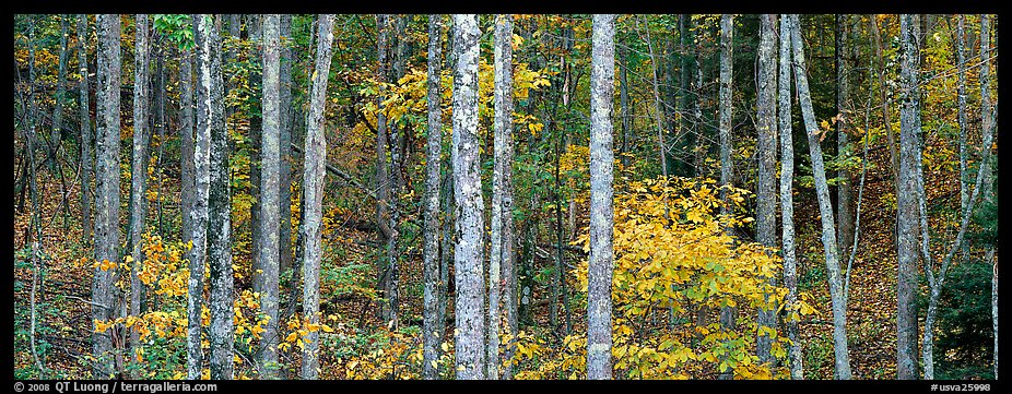 Fall forest scenery. Virginia, USA (color)