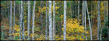 Fall forest scenery. Virginia, USA (Panoramic color)