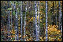 Trees in fall color, Blue Ridge Parkway. Virginia, USA