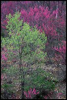 Redbud tree in bloom and tree leafing out. Virginia, USA (color)