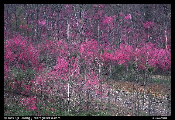 Redbud trees in bloom. Virginia, USA (color)